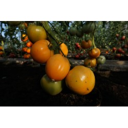 Tomate Corazón de Buey Naranja - Semillas