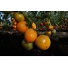 Tomate Corazón de Buey Naranja - Semillas