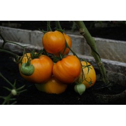 Tomate Corazón de Buey Naranja - Semillas