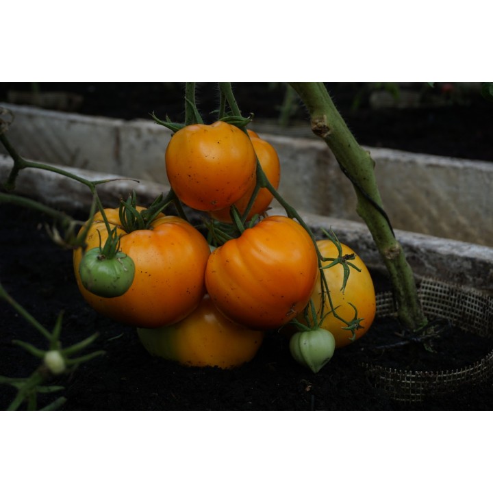 Tomate Corazón de Buey Naranja - Semillas