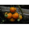 Tomate Corazón de Buey Naranja - Semillas