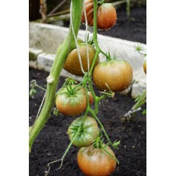 Tomate Negro de Crimea - Semillas