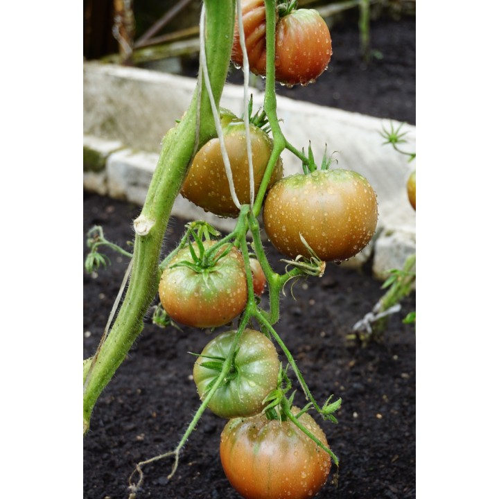 Tomate Negro de Crimea - Semillas