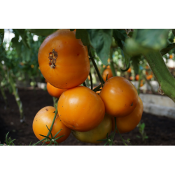 Tomate Jantar - Semillas