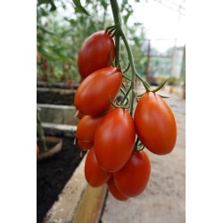 Tomate Blumko - Semillas