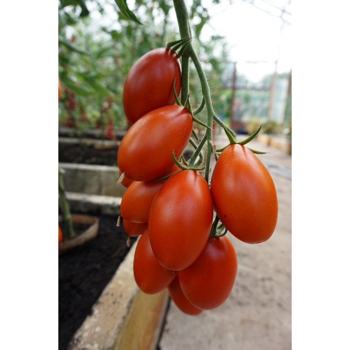 Tomate Blumko - Semillas