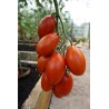 Tomate Blumko - Semillas