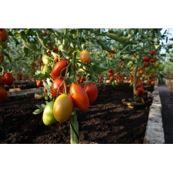 Tomate Blumko - Semillas