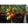 Tomate Blumko - Semillas