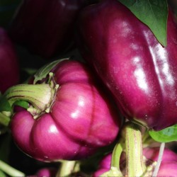 Pimiento dulce Oda - Semillas