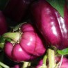 Pimiento dulce Oda - Semillas