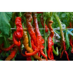 Pimiento dulce Lombardo - Semillas