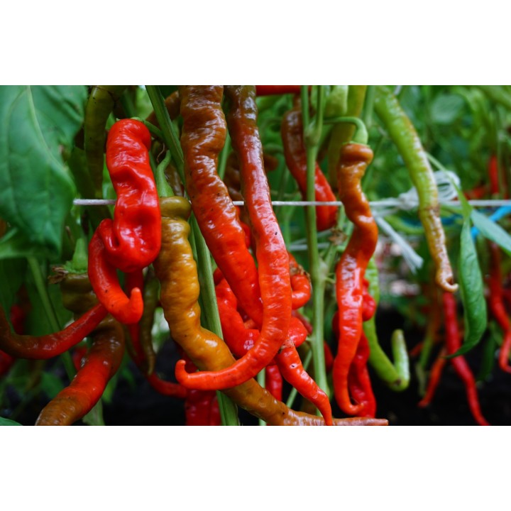 Pimiento dulce Lombardo - Semillas