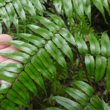 Helecho arbóreo de Rebecca - Semillas