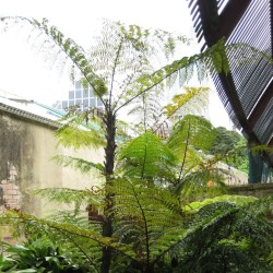 Helecho arbóreo de Rebecca - Semillas