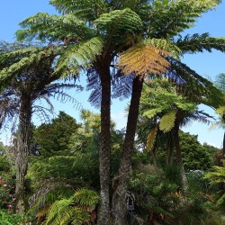 Helecho arbóreo negro - Semillas