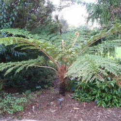 Helecho arbóreo negro - Semillas