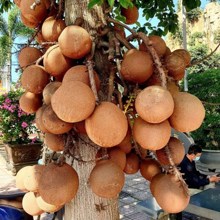 Árbol bala de cañón - Semillas