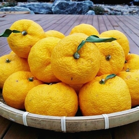 Yuzu - Planta
