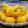 Yuzu - Planta