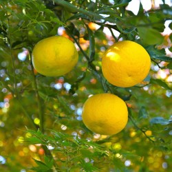 Yuzu - Planta
