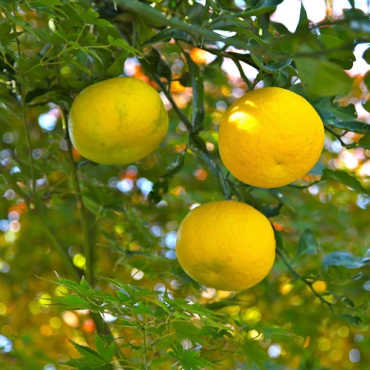 Yuzu - Planta