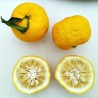 Yuzu - Planta