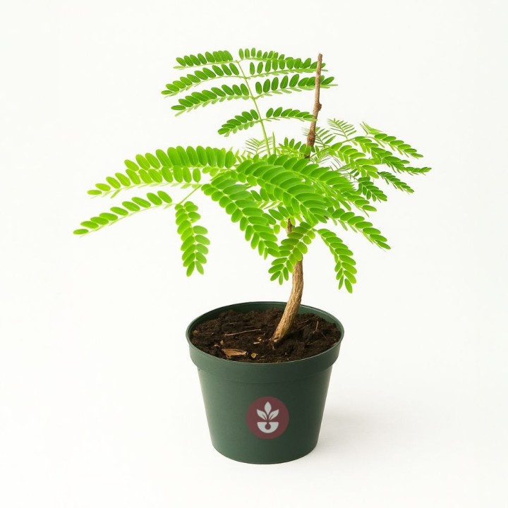 Flamboyan (Delonix regia) | Compra plantas online