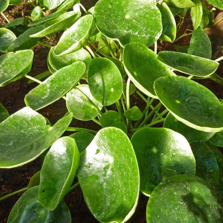 Planta de Pilea peperomioides a la venta, la planta de moda para interior