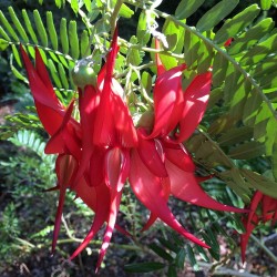 Pico de loro - Semillas