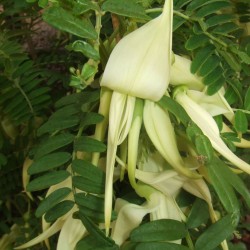 Pico de loro blanco - Semillas