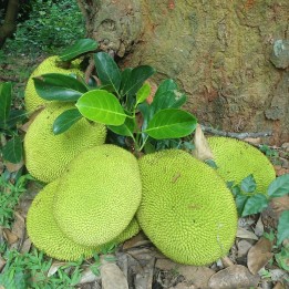 Jackfruit - Semillas