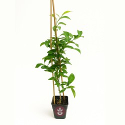 Yuzu - Planta