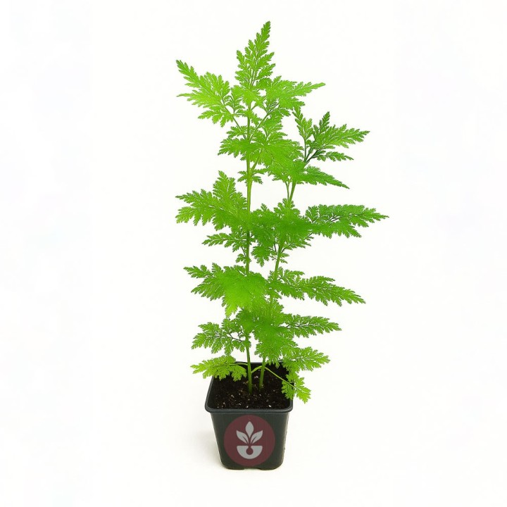 Planta de ajenjo dulce | Artemisia Annua Propiedades | Comprar plantas