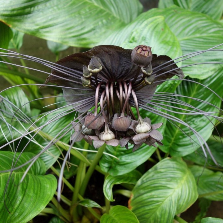 Flor murciélago - Planta