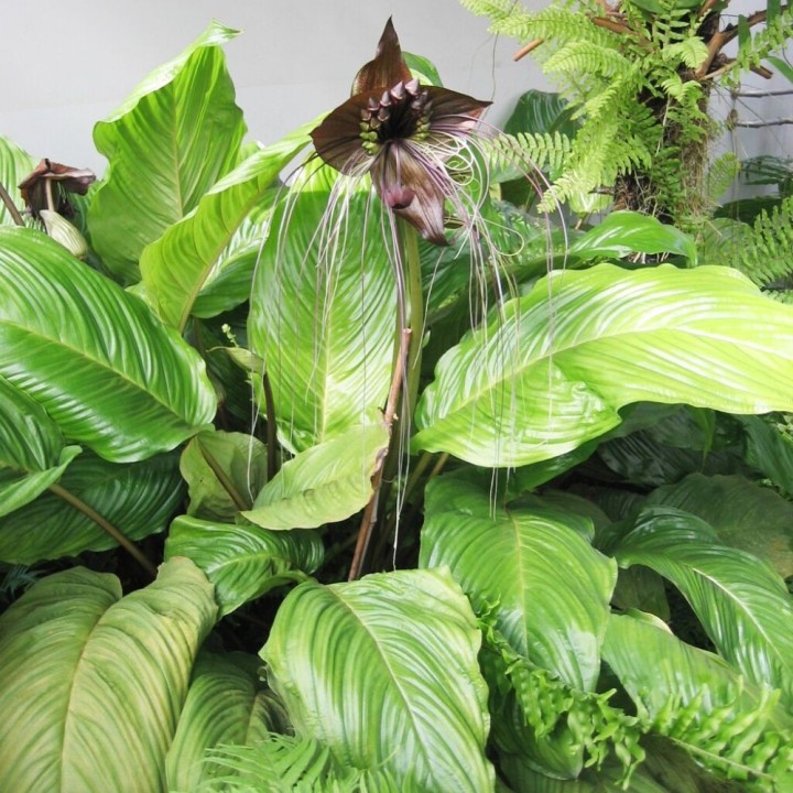 Flor murciélago - Planta