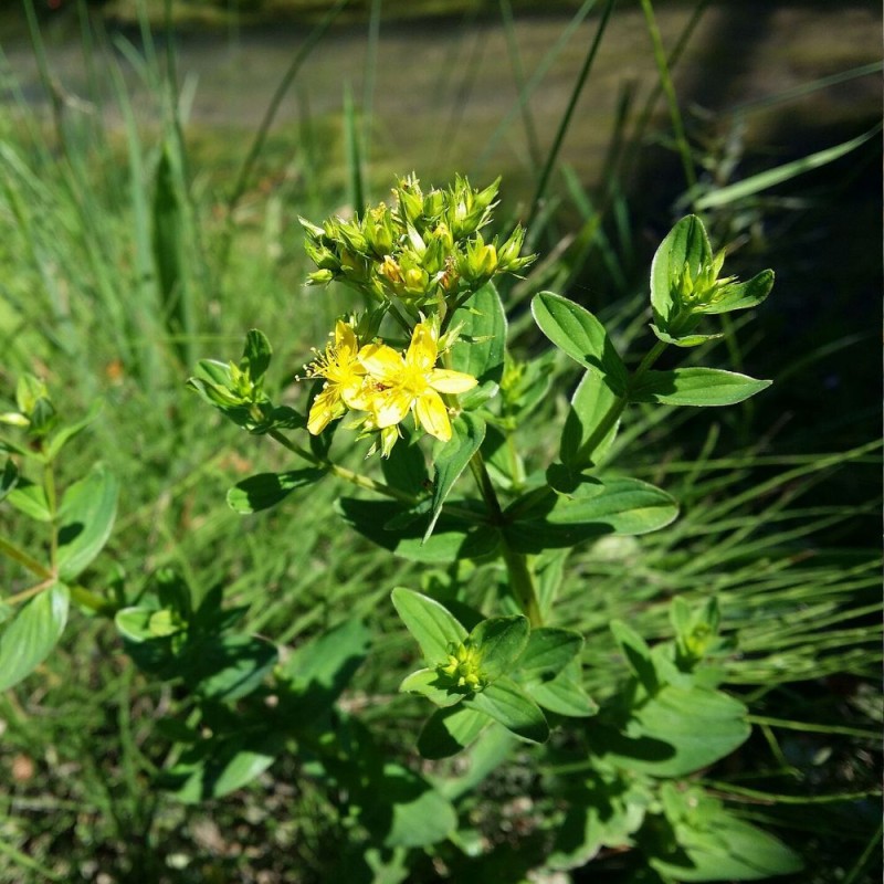 Hypericum tetrapterum - Semillas