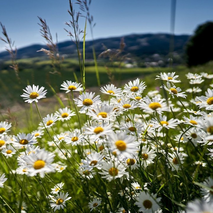 Semillas de Margaritas (Leucanthemum vulgare) | Tienda de semillas