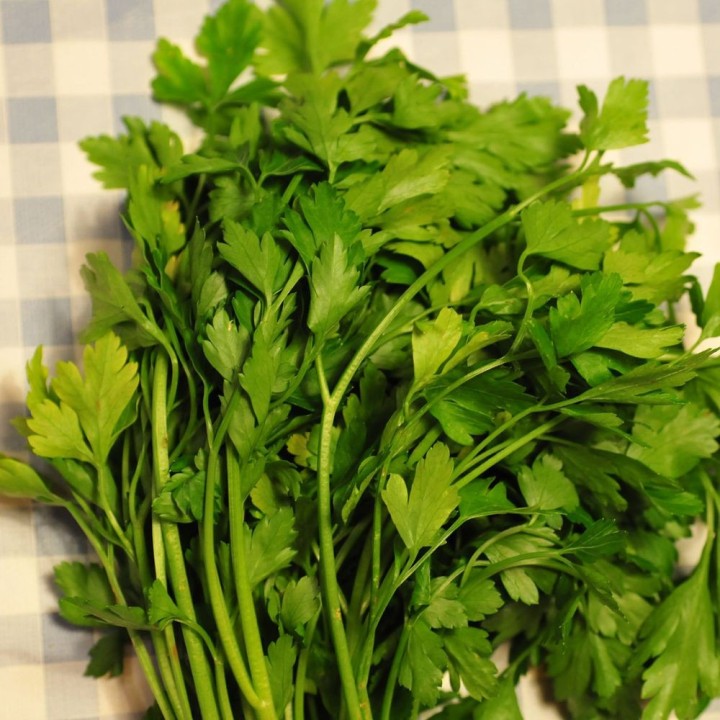 Semillas de Perejil hoja lisa (Petroselinum crispum) para sembrar