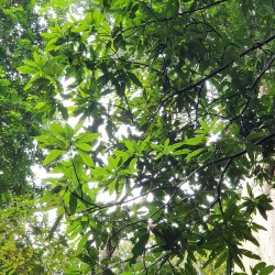 Mango Kopyor - Planta