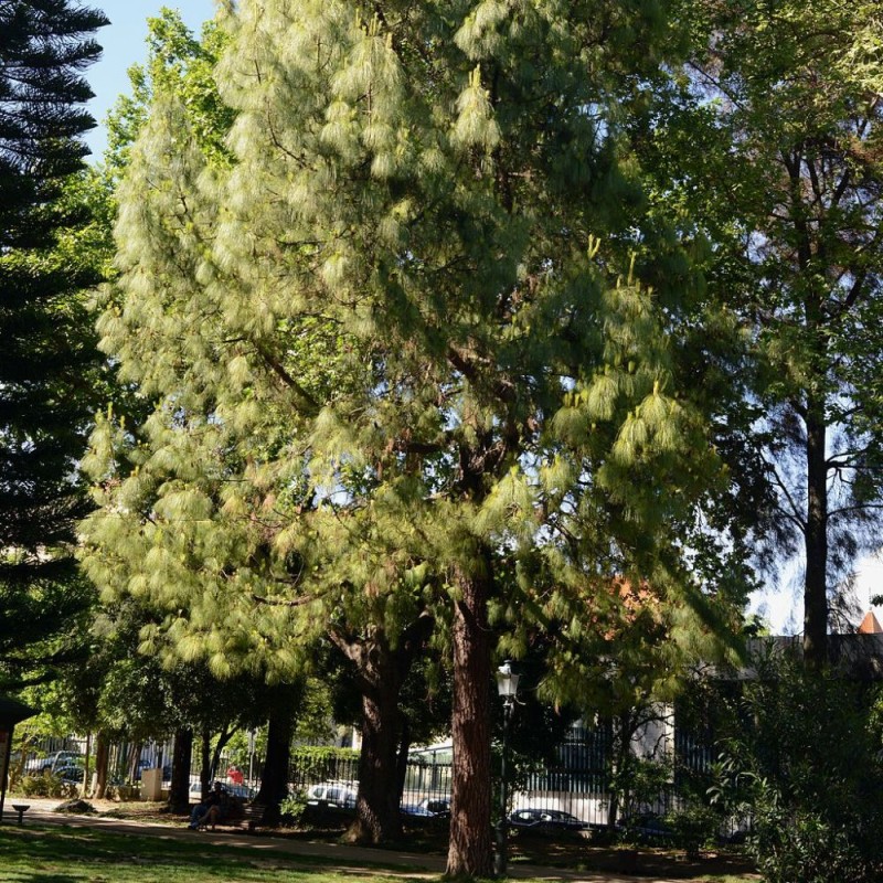 Pino australiano - Planta