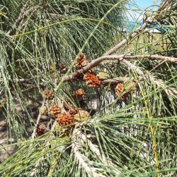 Pino australiano - Planta