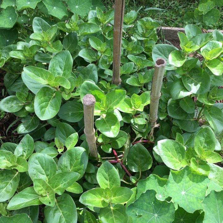 Mauka - Planta