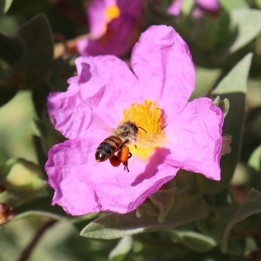 Mezcla de Flores Melíferas - Semillas