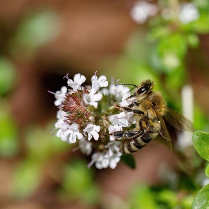 Mezcla de Flores Melíferas - Semillas