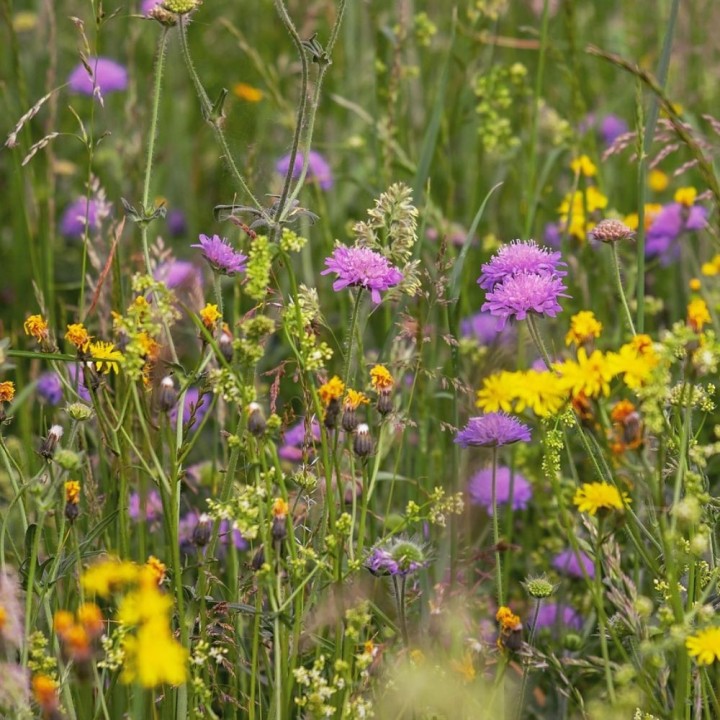 Pradera Mediterránea - Semillas