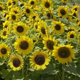 Girasol Sunspot - Semillas