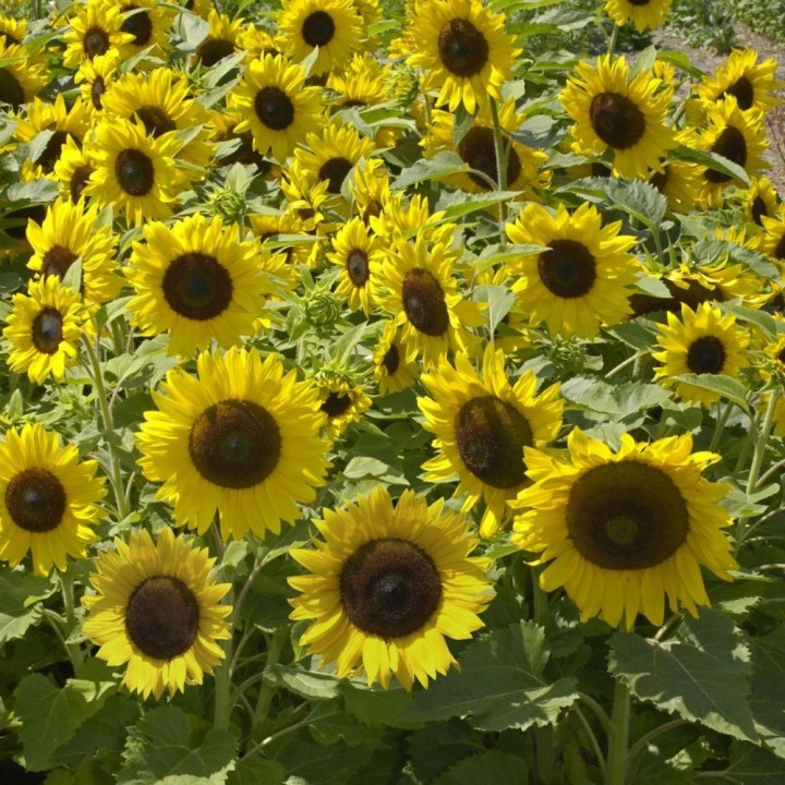 Girasol Sunspot - Semillas