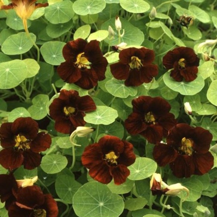 Capuchina Black Velvet - Semillas