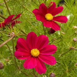 Cosmos bipinnatus Versailles Carmine - semillas